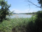 View of the water habitat